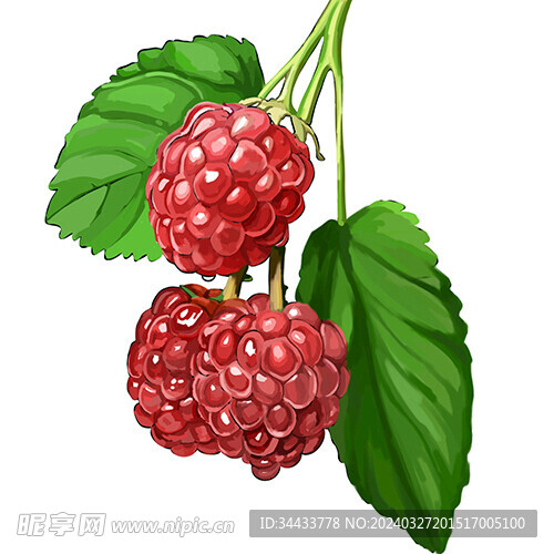 山草莓插画