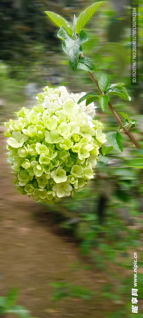 繡球花
