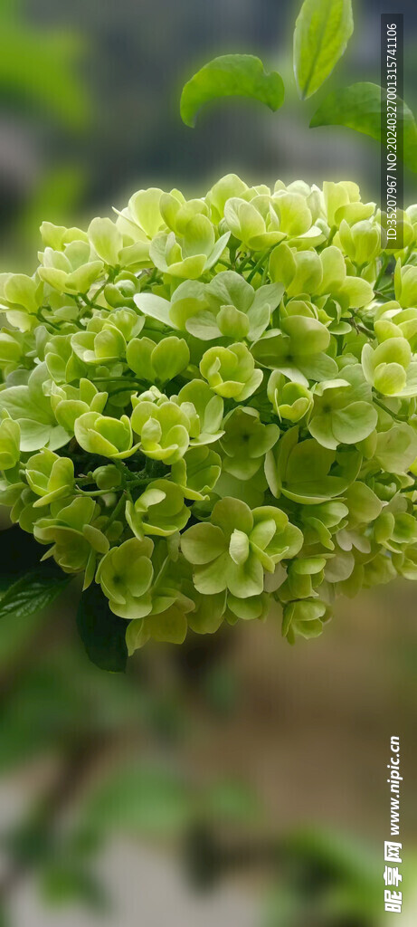 繡球花