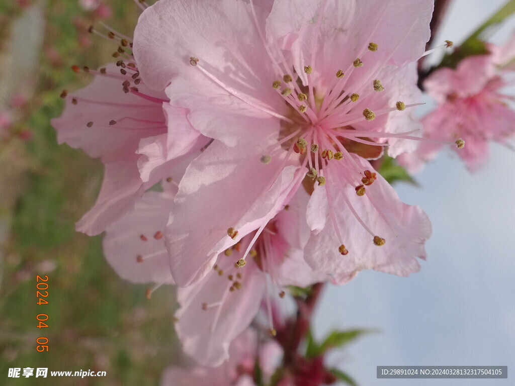 桃花