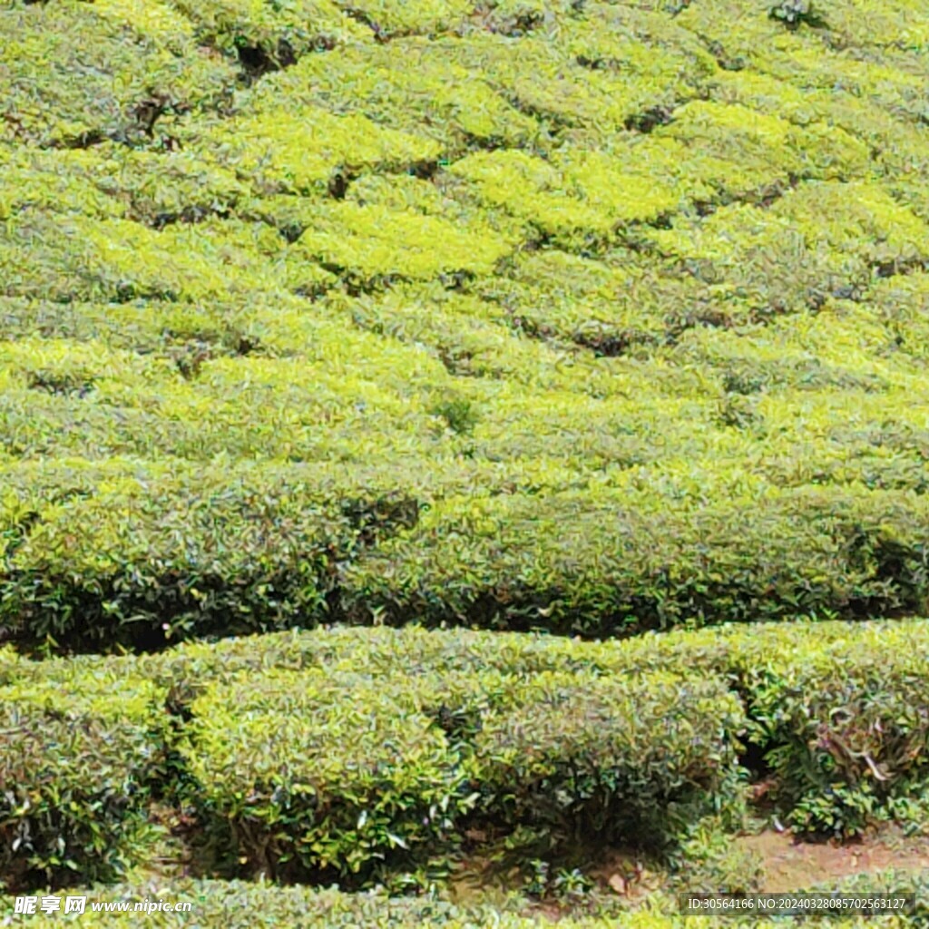 茶葉茶園