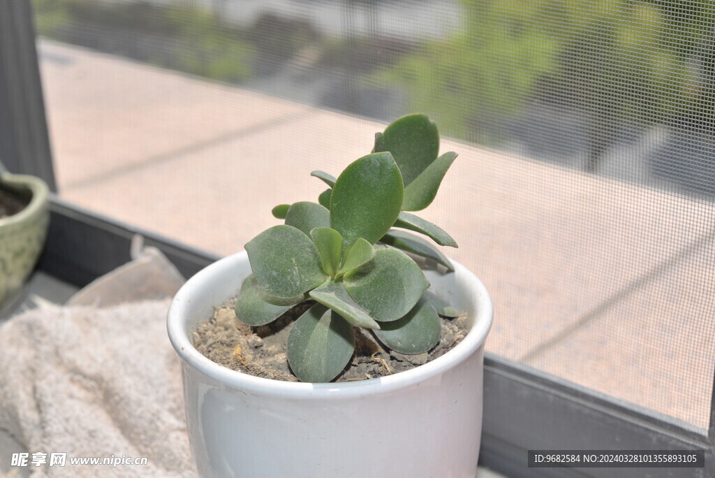 綠植多肉