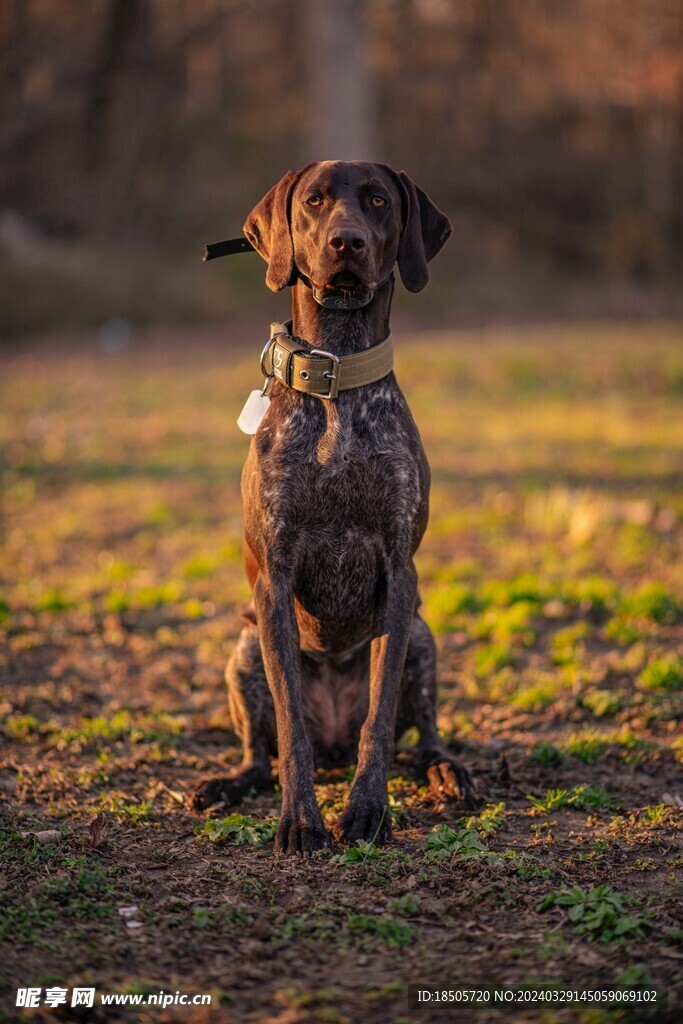 短毛犬