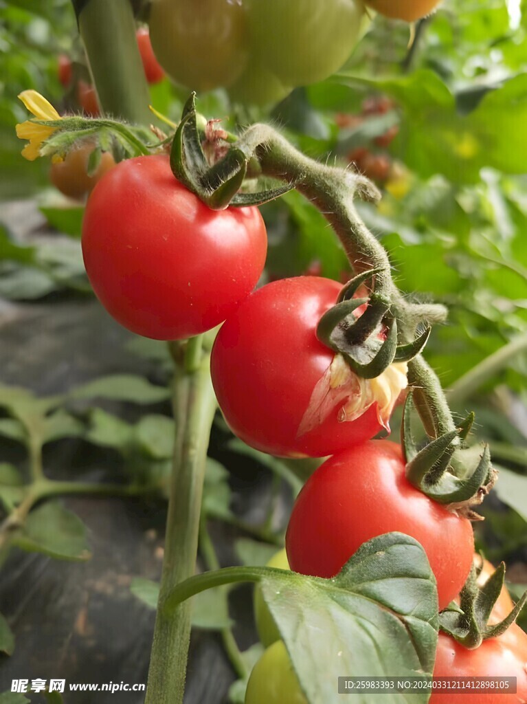 西红柿栽培 
