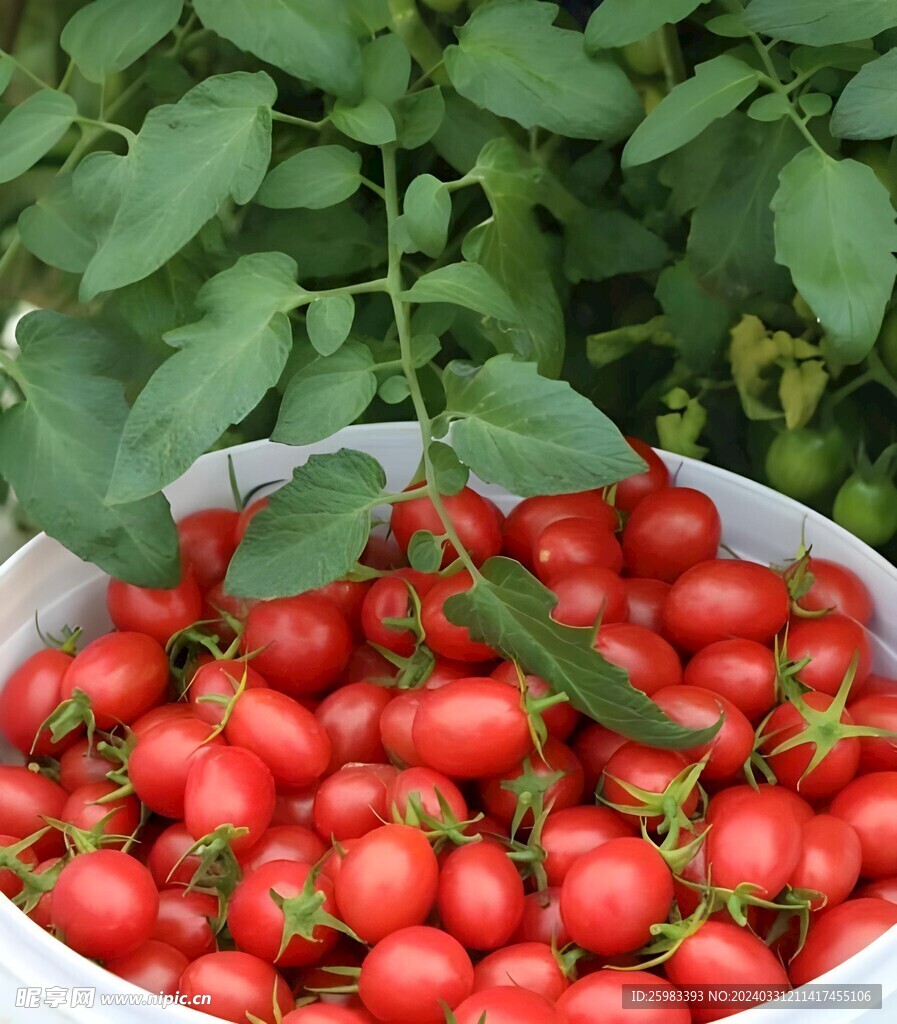 西红柿栽培 