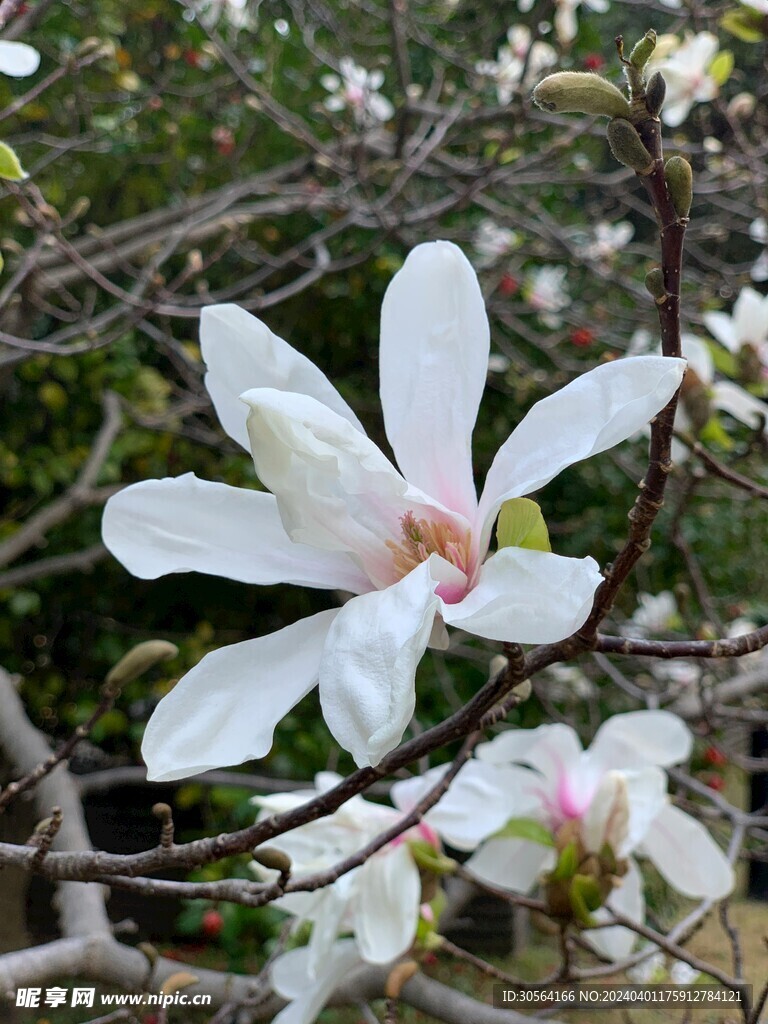 玉蘭花花朵