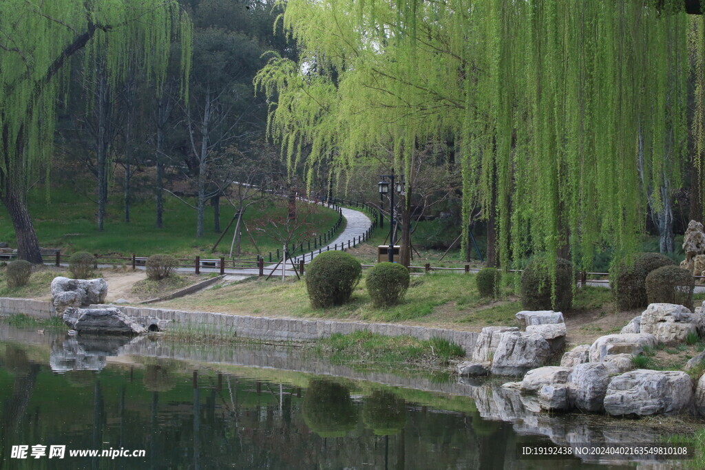 垂柳风景 