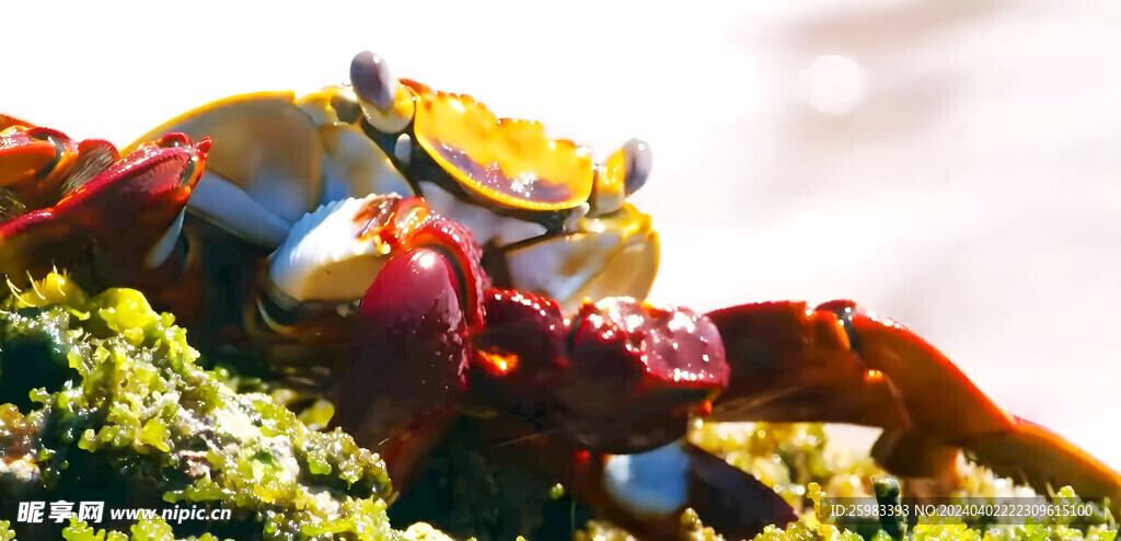 红石蟹