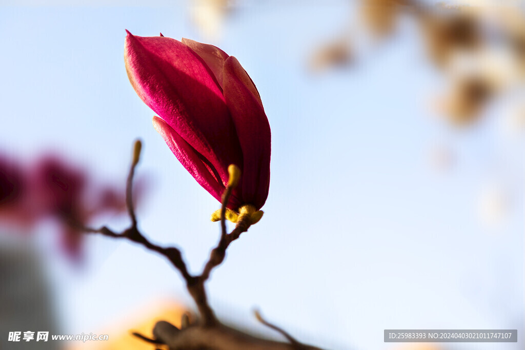 玉兰花