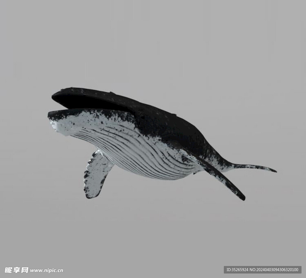 C4D模型鲸鱼
