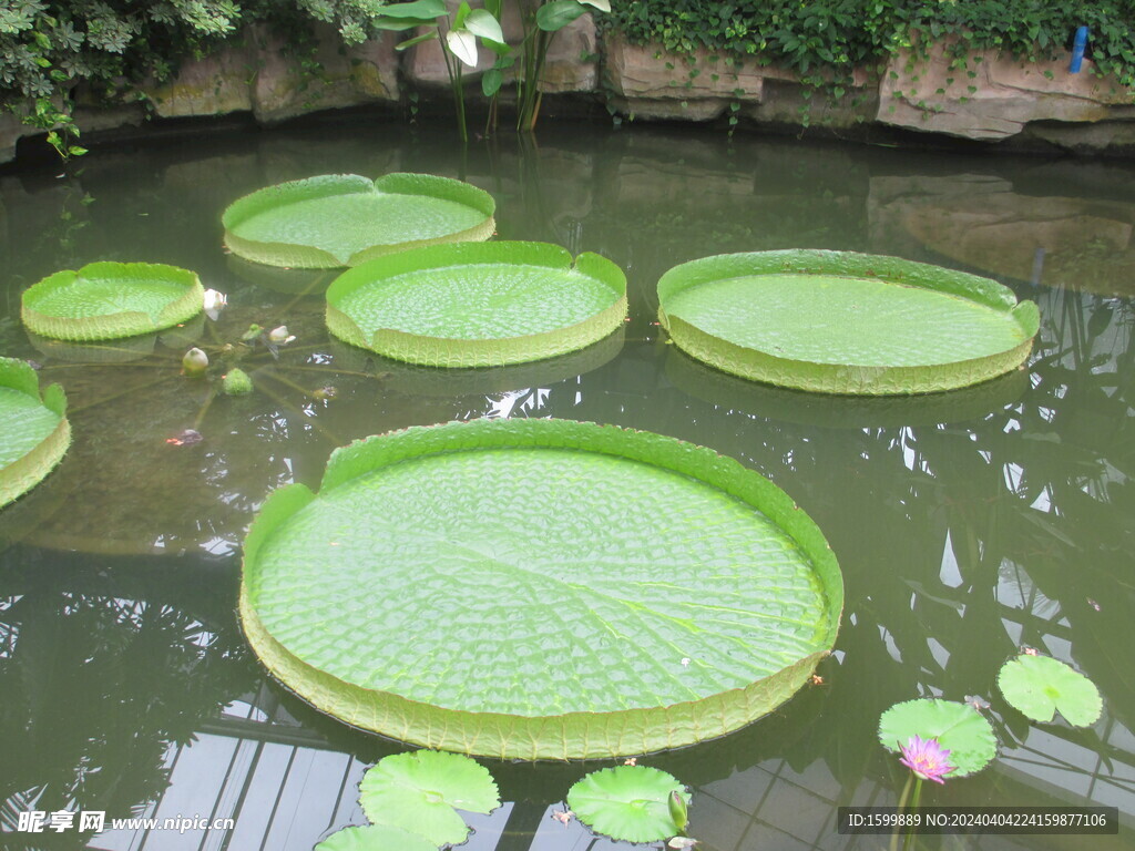 荷葉
