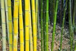 竹子 图片
