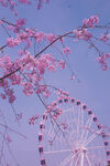 樱花与摩天轮