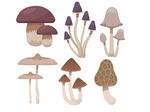蘑菇合集