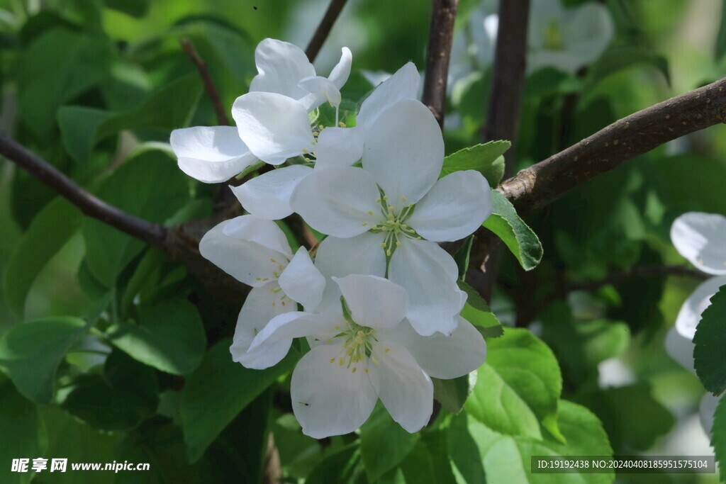 苹果花 