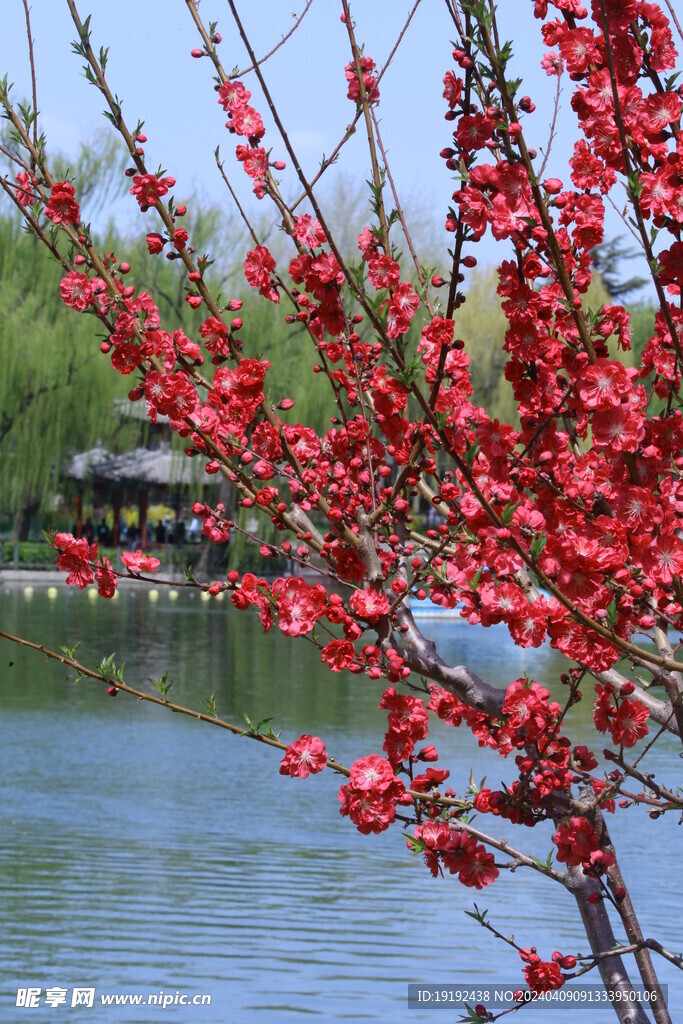 公园风景 