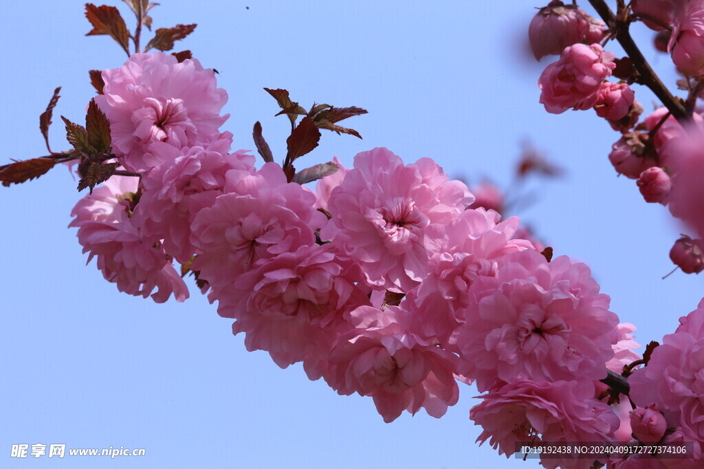 山樱花 