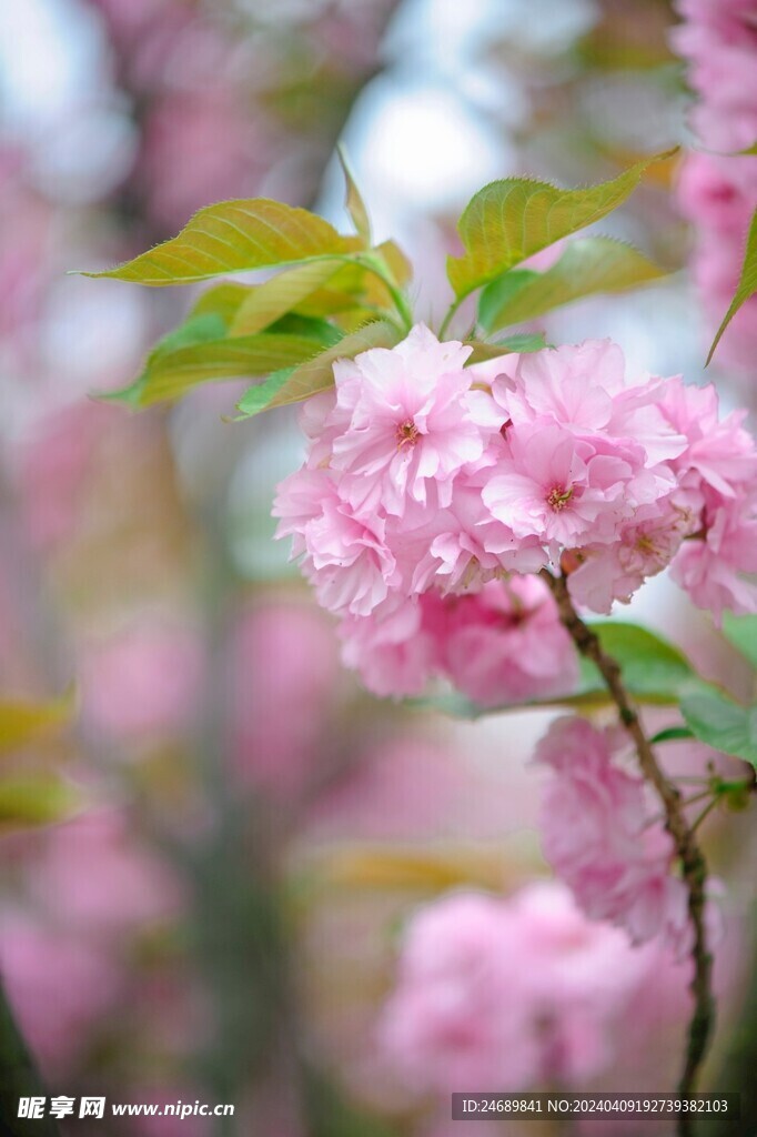 花朵