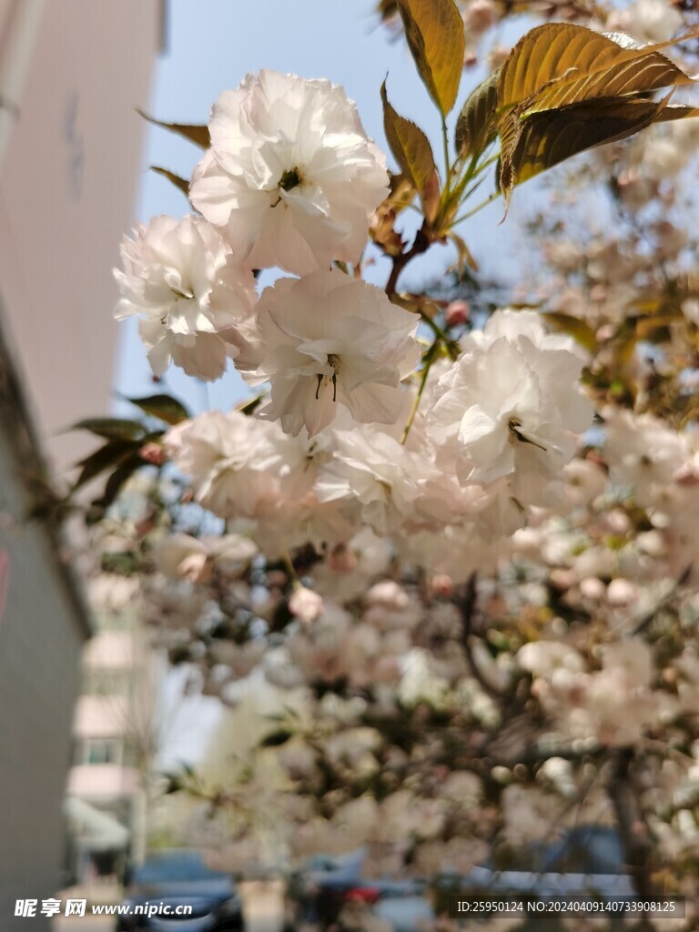 樱花