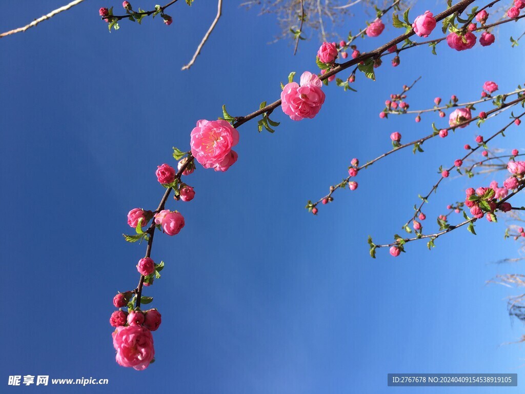 梅花