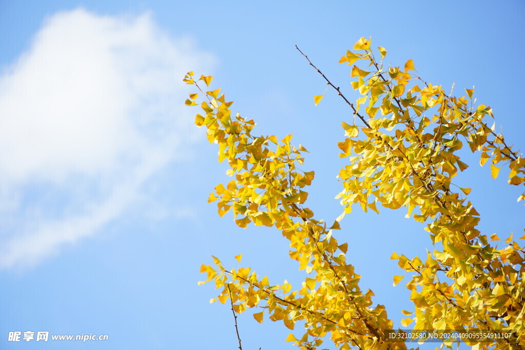 銀杏 天空