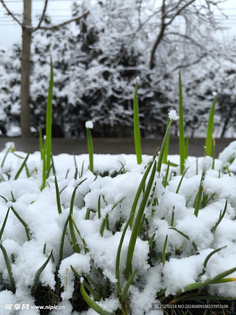 雪景的葱