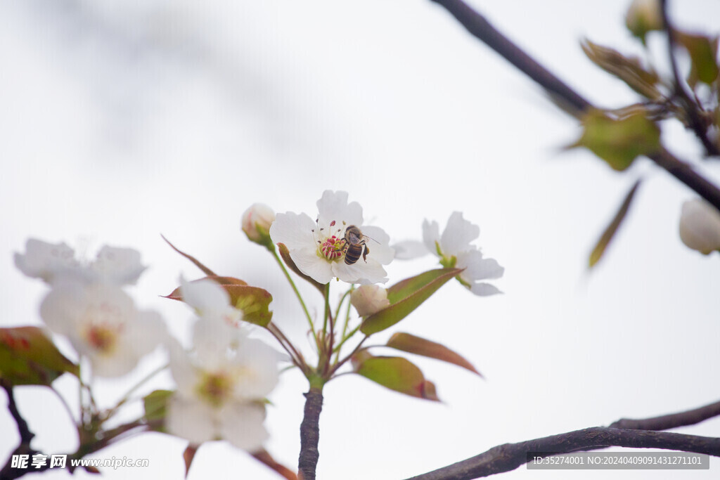 梨花 蜜蜂