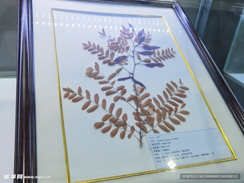 山皂角树叶植物标本