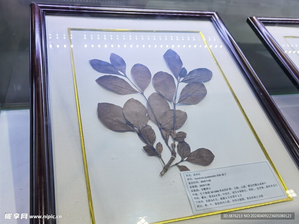栀子树叶植物标本