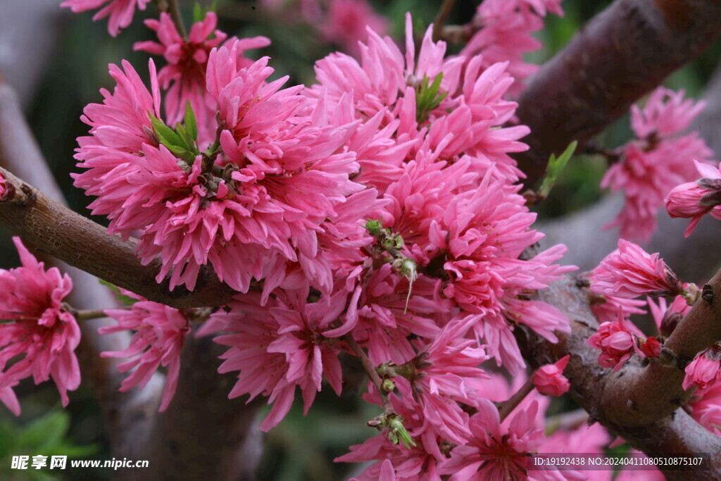 菊花桃 