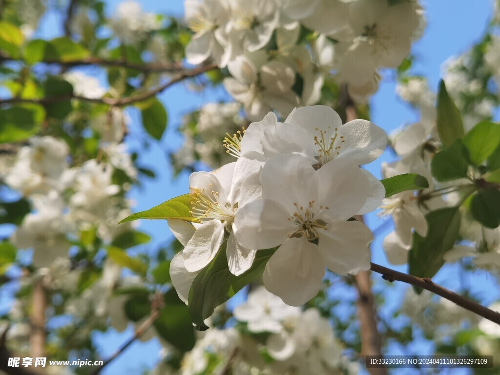 春季浪漫花海阳光下花