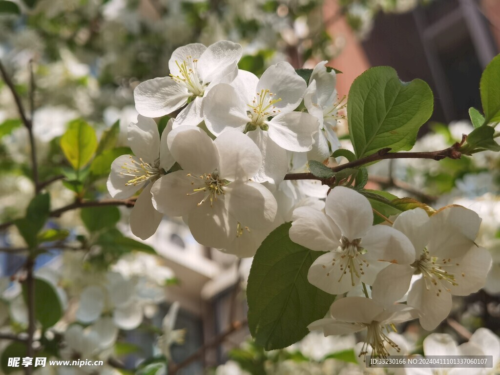 春季樱花