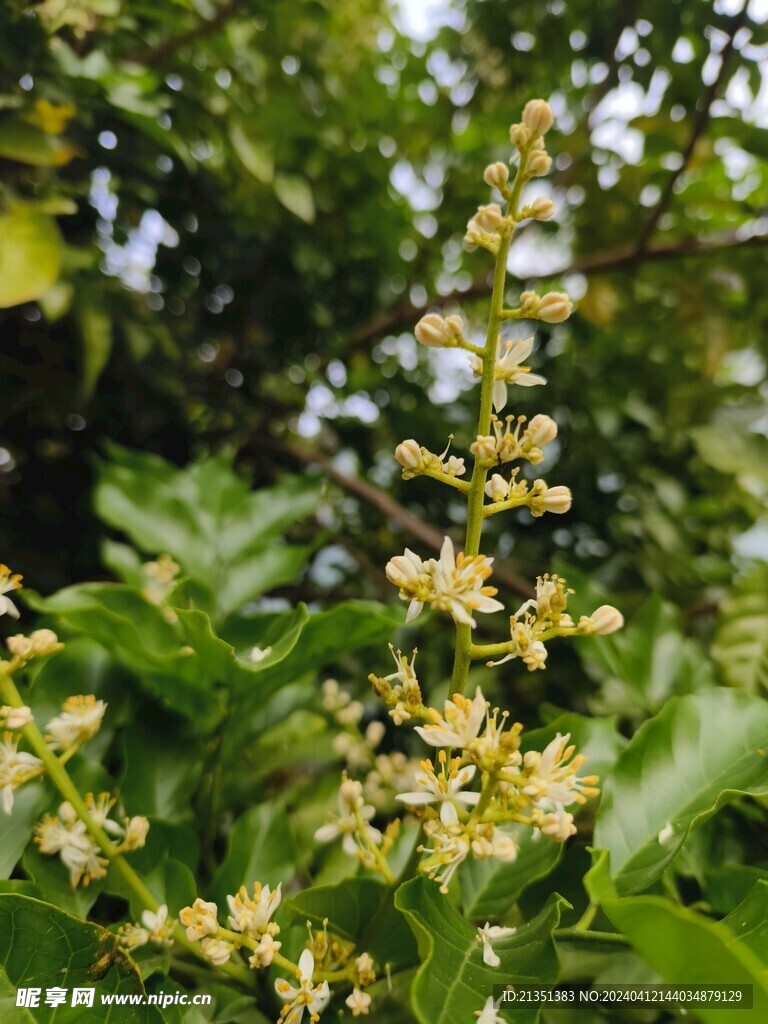 黄皮果花