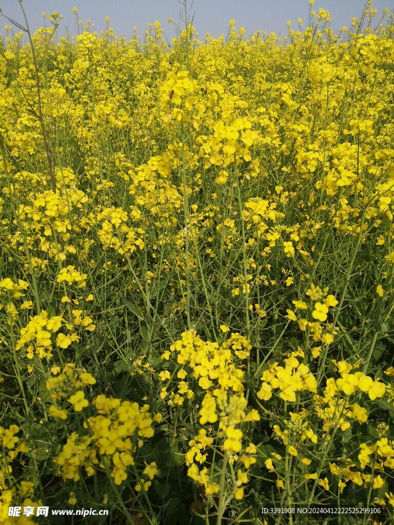 春天的油菜花