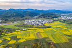 航拍菜花田园风光图片