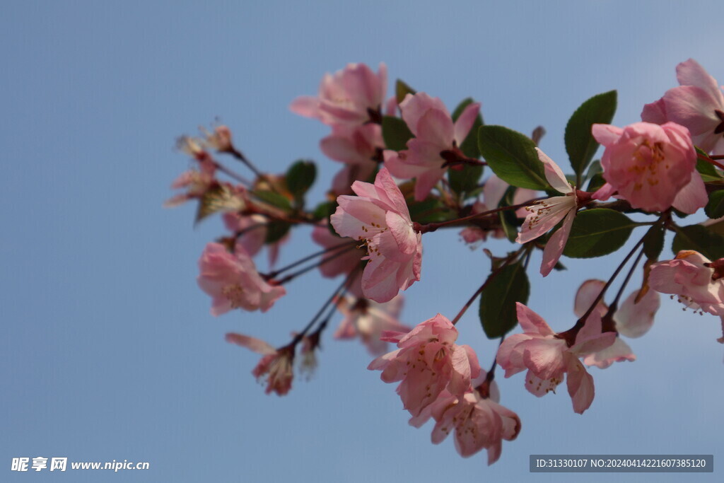 櫻花