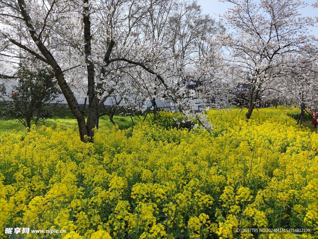 武汉东湖樱公园樱花