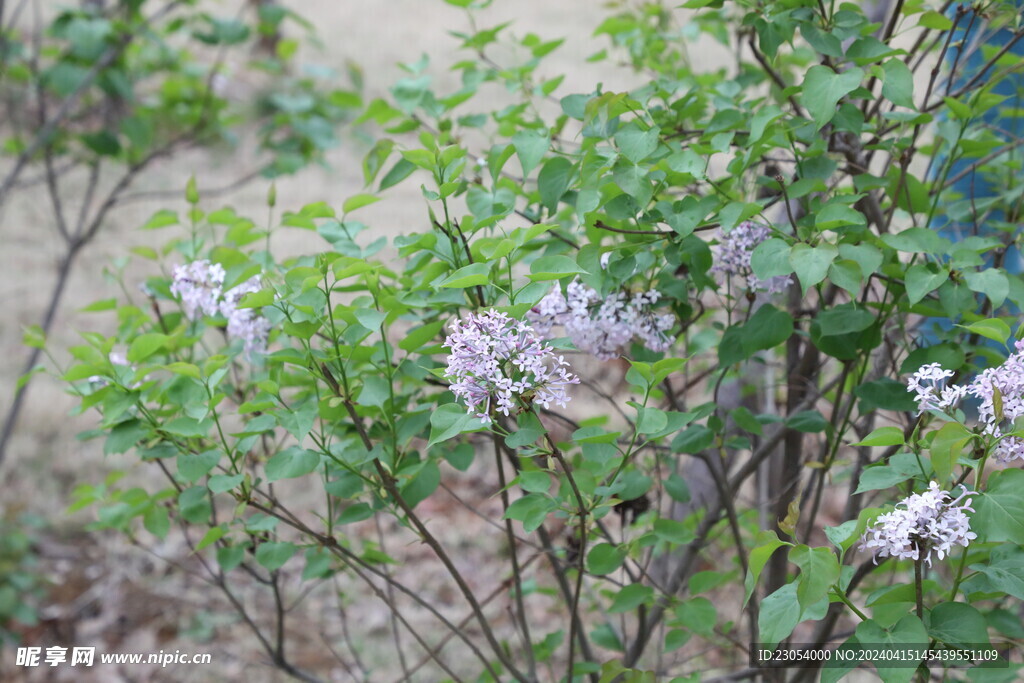 丁香花