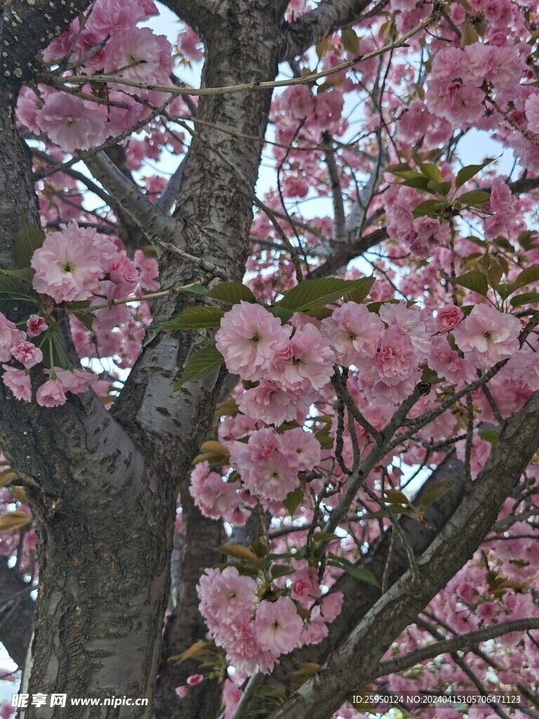 樱花树