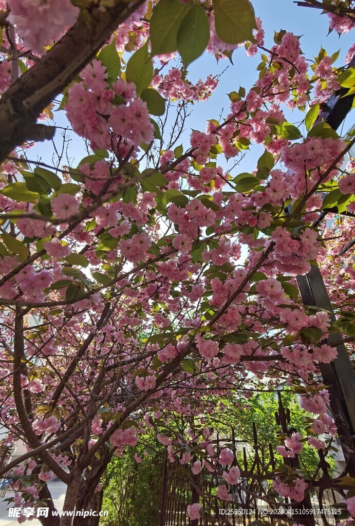 樱花树