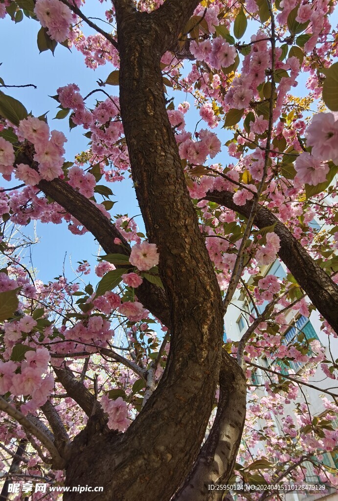 樱花树