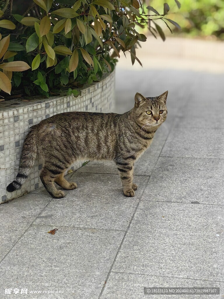 狸花猫