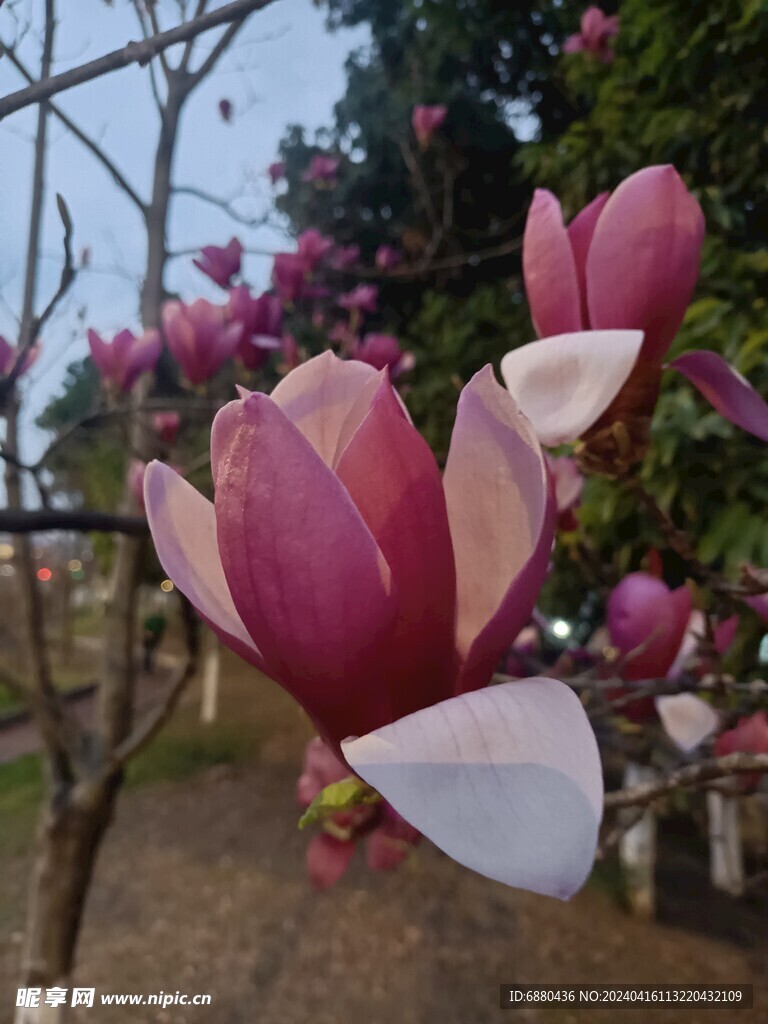 白玉蘭