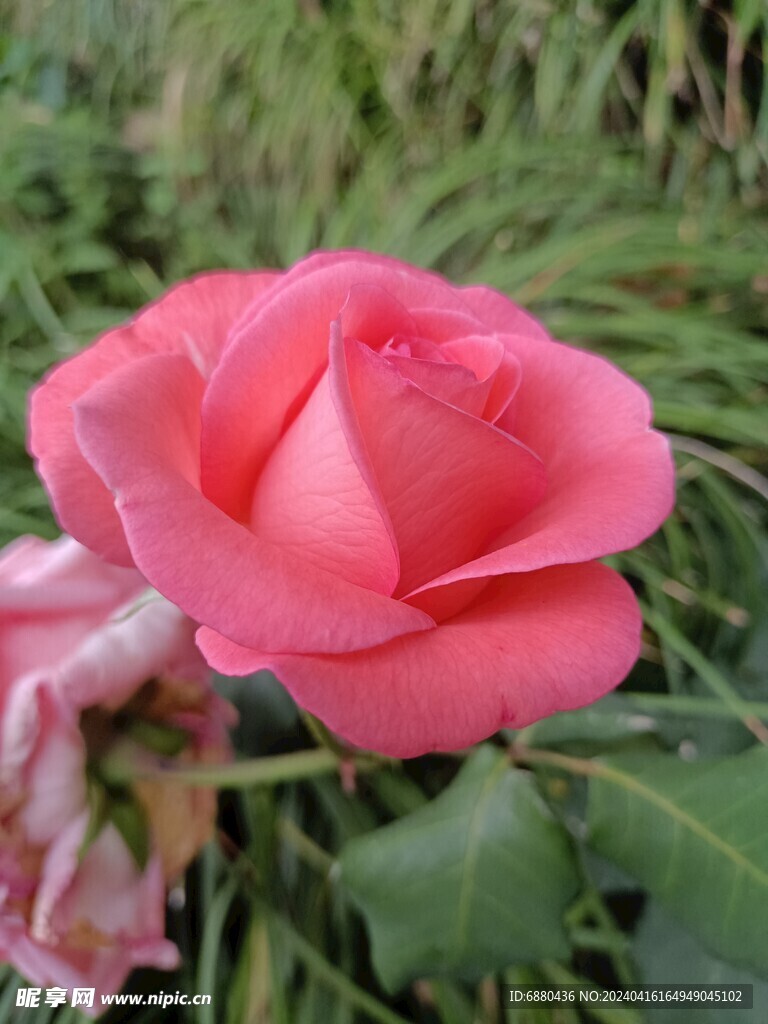 月季花