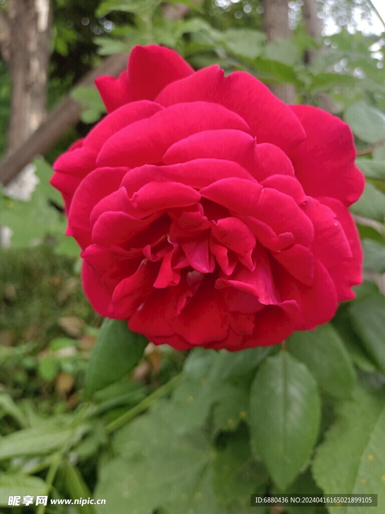 月季花