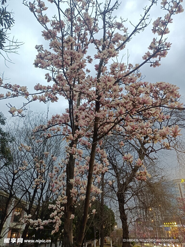 白玉蘭