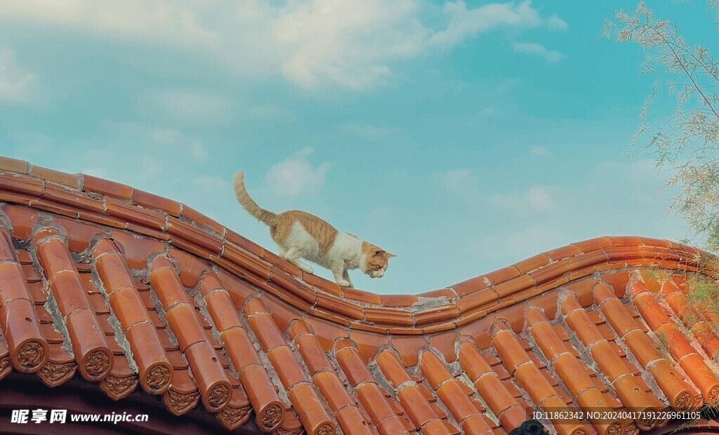 屋顶猫咪