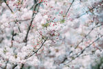 樱花盛开摄影