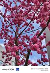 春日櫻花
