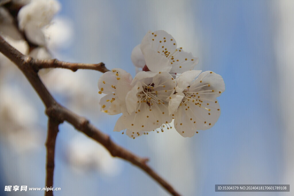 櫻花